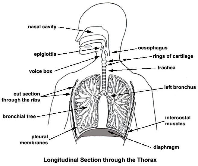 White on the lungs uzopedia